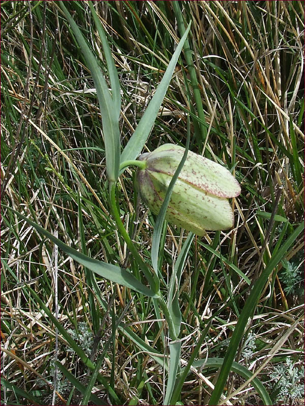 Fritillaria involucrata / Meleagride piemontese